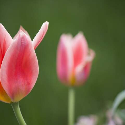 Εορτολόγιο: Σήμερα 5 Δεκεμβρίου γιορτάζει…