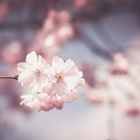 Εορτολόγιο: Σήμερα 3 Δεκεμβρίου γιορτάζει…