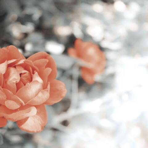 Εορτολόγιο: Σήμερα 2 Σεπτεμβρίου γιορτάζει…