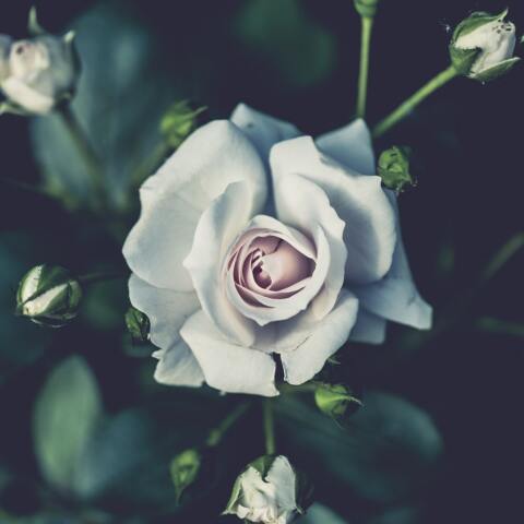 Εορτολόγιο: Σήμερα 1 Σεπτεμβρίου γιορτάζει…