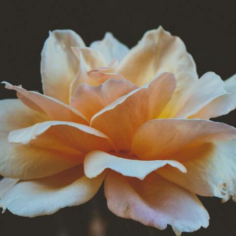 Εορτολόγιο: Σήμερα 26 Αυγούστου γιορτάζει…