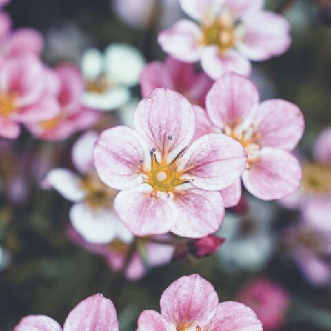 Εορτολόγιο: Σήμερα 28 Οκτωβρίου γιορτάζει…
