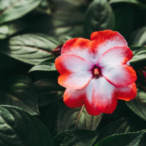 Εορτολόγιο: Σήμερα 24 Οκτωβρίου γιορτάζει…