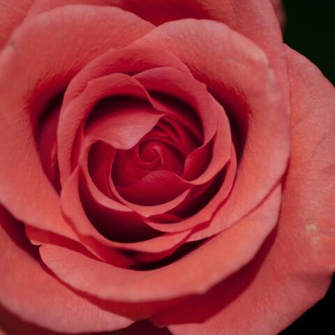 Εορτολόγιο: Σήμερα 7 Νοεμβρίου γιορτάζει…