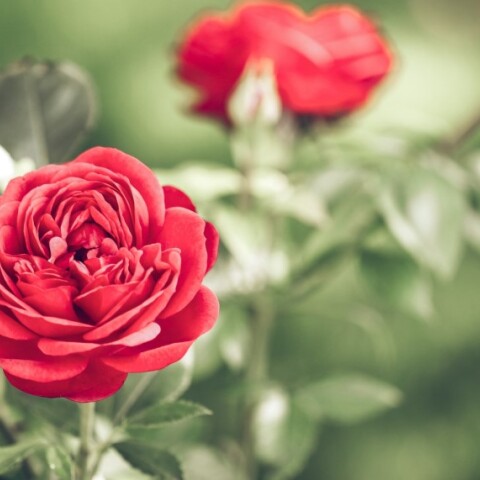 Εορτολόγιο: Σήμερα 15 Αυγούστου γιορτάζει…  