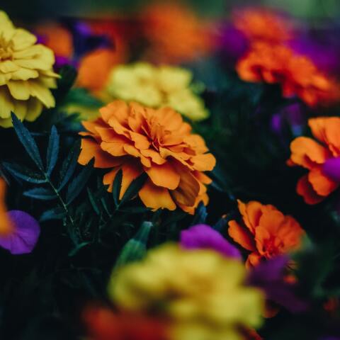 Εορτολόγιο: Σήμερα 4 Νοεμβρίου γιορτάζει…