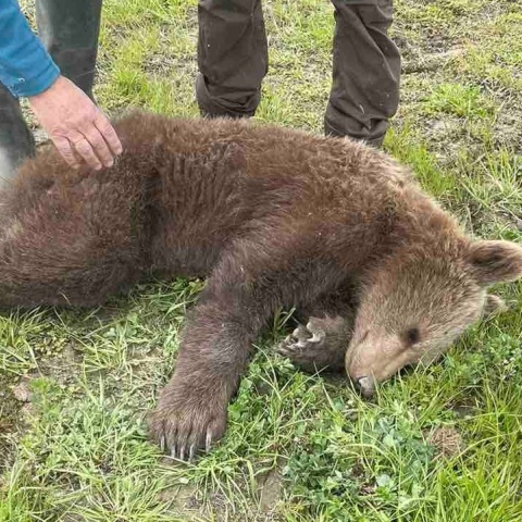 Νεαρό αρκουδάκι απελευθερώθηκε από παράνομη θηλιά για αγριογούρουνα στις Πρέσπες - Σώθηκε με παρέμβαση  περιβαλλοντικής οργάνωσης.