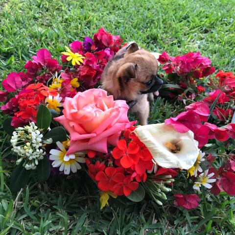Αιθέρια έλαια και ζώα συντροφιάς: Οι κίνδυνοι για σκύλους και γάτες - Ποια είναι επιβλαβή - Τι χρειάζεται να γνωρίζουμε