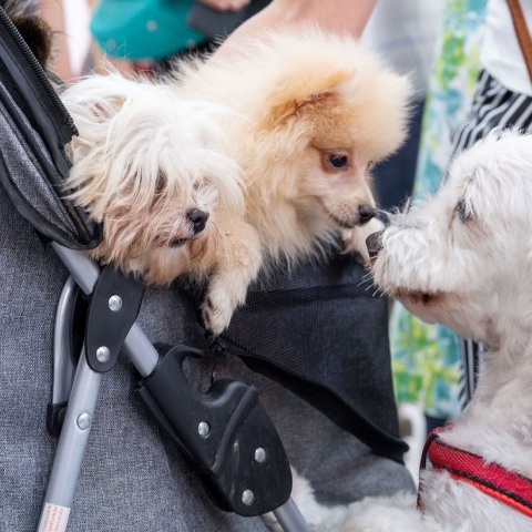 Η Αθήνα απέκτησε το πρώτο δημοτικό κτηνιατρείο - Φροντίδα και δωρεάν ιατροφαρμακευτική περίθαλψη - Κώστας Μπακογιάννης: Σηματοδοτεί τον πολιτισμό στην πράξη.