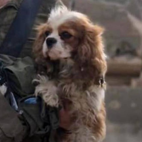 telemmglpict000420423761_17448093234590_trans_nvbqzqnjv4bq-iwly18x4-czgyicjleaj0k9u7hhrjvuo-zlengruma