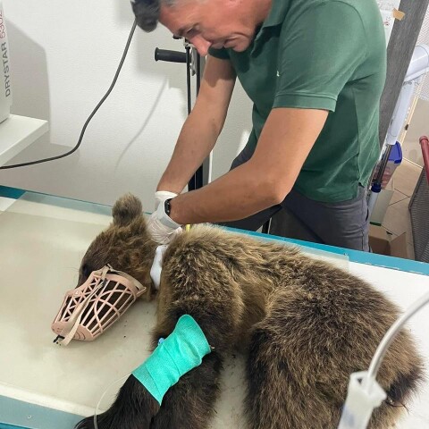 πηγη_φωτο_αρκτουροσ