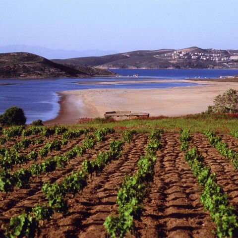 Limnos Organic Wines