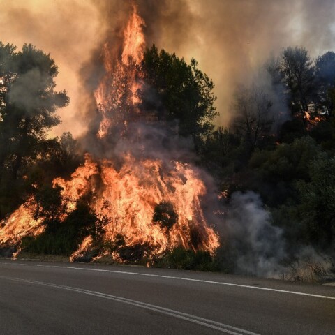 Πύρινος εφιάλτης στην Ηλεία - Πολίτες προσπαθούν να συνεισφέρουν στην κατάσβεση της πυρκαγιάς