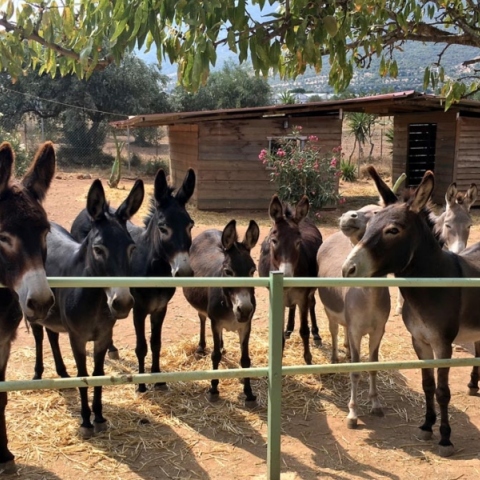 Γαϊδουροχώρα στο Κορωπί