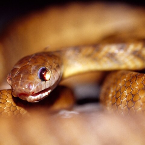 Καφέ δεντρόφιδο