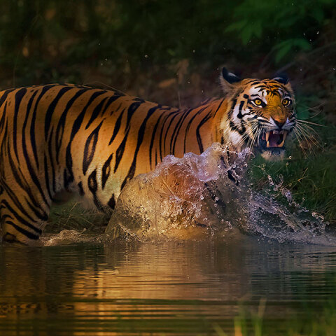 Σαφάρι στην Ινδία
