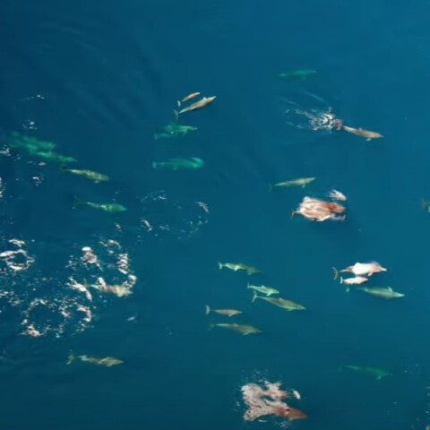 Κοπάδι με δελφίνια στα νερά του Θεολόγου