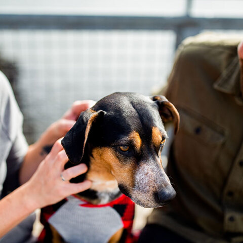 Pet Regret: Τα ανεπιθύμητα ζώα της πανδημίας