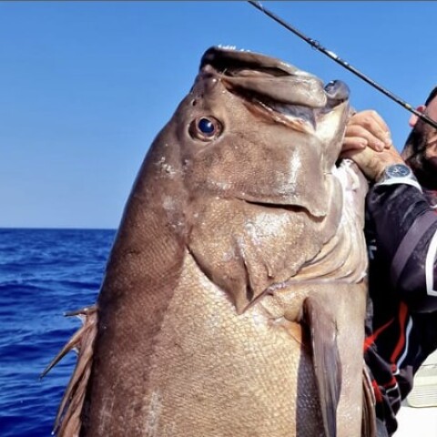 Βλαχοσφυρίδα στα χέρια ψαρά