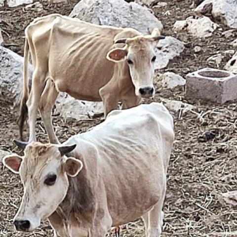 Αποστεωμένες αγελάδες στη Θεσπρωτία
