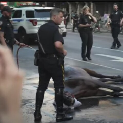 Άλογο κατέρρευσε σε δρόμο του Μανχάταν