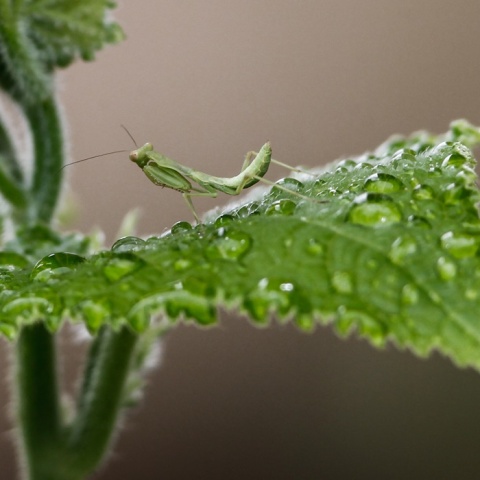 Ο καιρός σήμερα - Βροχή - Αλογάκι της Παναγίας πάνω σε φύλλο