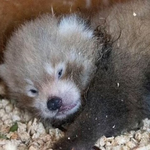 Το Little Red, όπως ονομάστηκε, είναι το νέο κόκκινο πάντα της οικογένειας στο πάρκο άγριας ζωής Paradise στο Hertfordshire