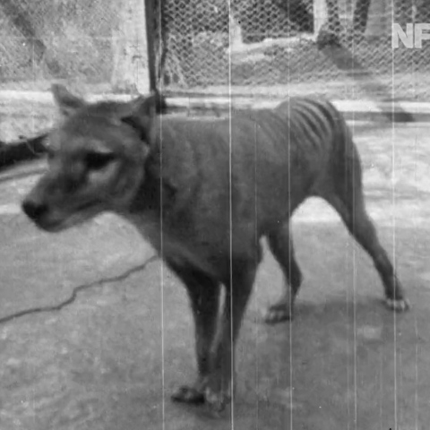Thylacine - Τίγρη της Τασμανίας