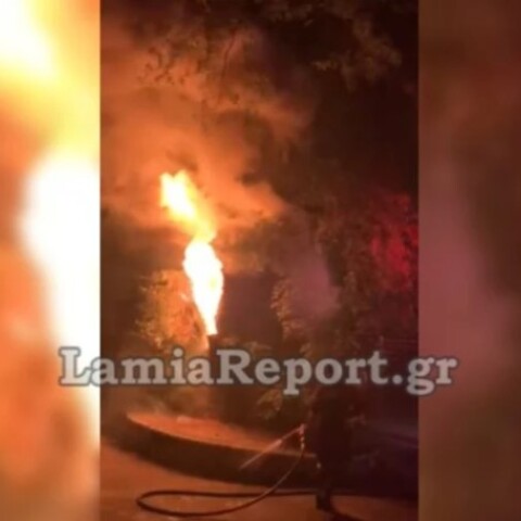 Φωκίδα: Πλάτανος 180 ετών κάηκε από δυναμιτάκια