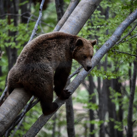 Νεαρή αρκούδα στη Φλώρινα