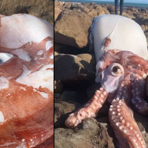 kalamari-notia-afriki