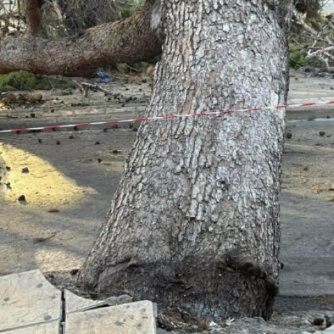 Δέντρο καταπλάκωσε 51χρονο στο Ηράκλειο Κρήτης