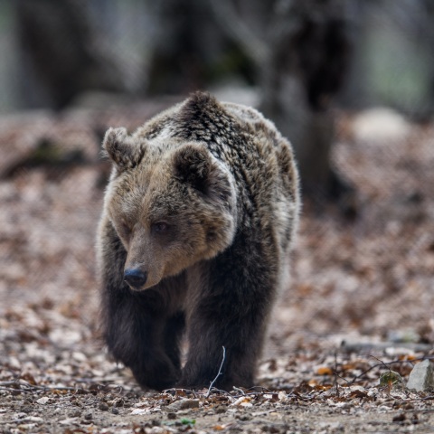 Νεκρές αρκούδες στη βόρεια Ελλάδα – Γιατί εκφράζουν ανησυχίες όσοι εργάζονται για την προστασία του απειλούμενου θηλαστικού.