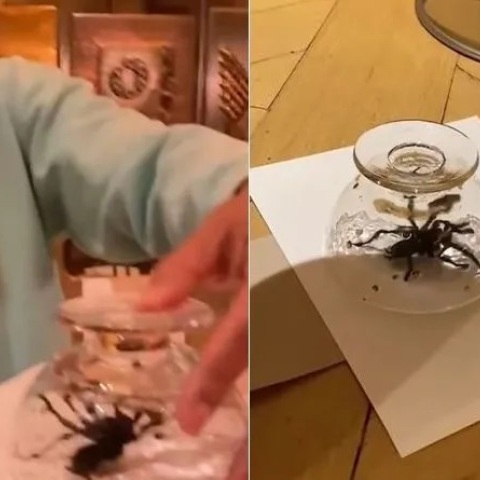 Γουίλ Σμιθ: Δεν υποδέχτηκε με φιλόξενες διαθέσεις την ταραντούλα που περιπλανιόταν στο σπίτι του ο Χολιγουντιανός σταρ 