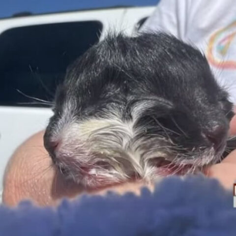 gataki-dyo-kefalia-780x410