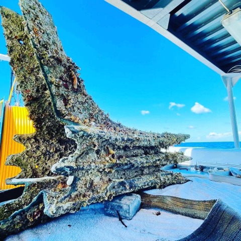 Κομμάτια ναυαγίων από το 250 π.Χ. ανασύρουν αρχαιολόγοι και καραμπινιέροι από τη θάλασσα της Σικελίας