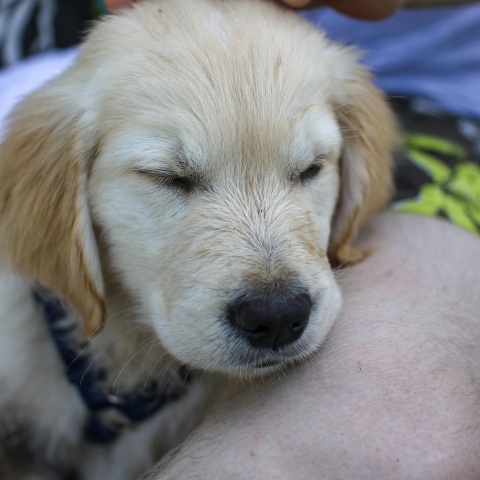 Πραγματικές ατάκες που μαμάδες και μπαμπάδες σκύλων λένε στα τετράποδα παιδιά τους