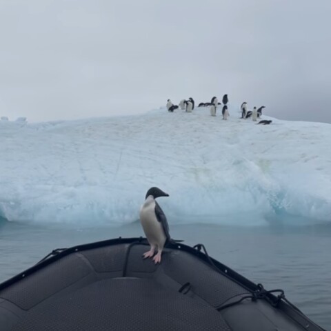 Πιγκουίνος στην πλώρη βάρκας και δίπλα του φωτογράφοι που τον καταγράφουν