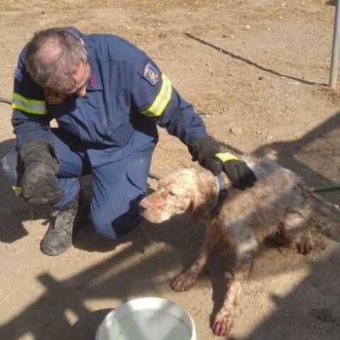 skylos-pyr-766x1024-1