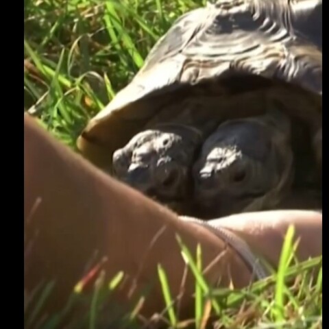 Ιανός - Η δικέφαλη χελώνα
