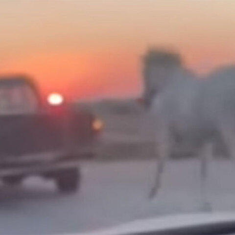 Έδεσαν άλογο με σχοινί και το έσερναν με αγροτικό όχημα