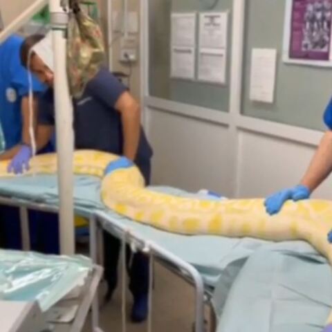 Πύθωνας πέντε μέτρων και είκοσι εκατοστών χειρουργήθηκε στο Τορίνο