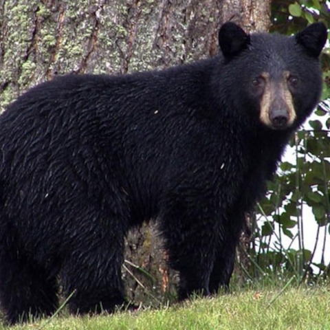 vfetr3fg_black-bear-generic_625x300_12_august_19