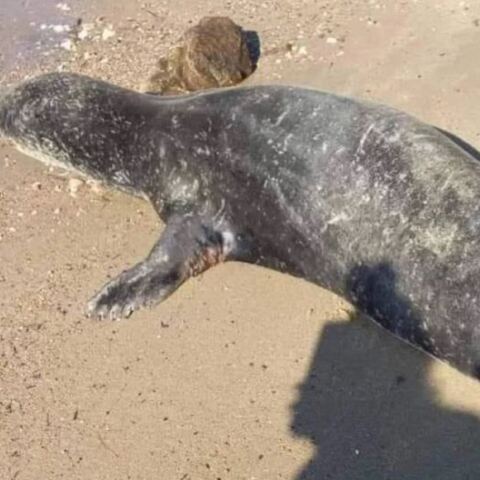 Φώκια βγήκε στη στεριά στη Χαλκιδική -Τουρίστες τη βοήθησαν να μπει ξανά στη θάλασσα 