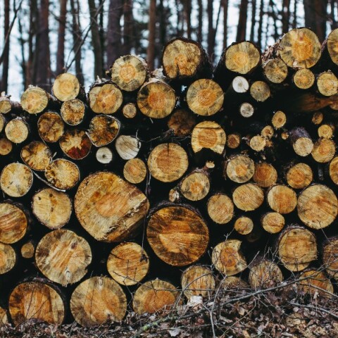 Κομμένα δέντρα