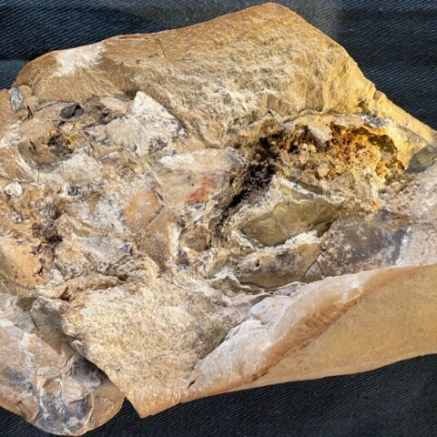 Η αρχαιότερη καρδιά, ηλικίας 380 εκατομμυρίων ετών, εντοπίστηκε σε ψάρι