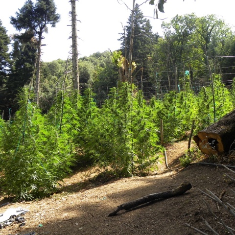 Δενδρύλλια κάνναβης στον Όλυμπο