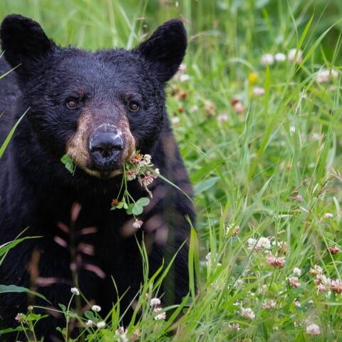 Μαύρη Αρκούδα
