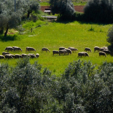 65χρονος στην Κύπρο κρίθηκε ένοχος για 57 κατηγορίες που αφορούν σε κτηνοβασία και παράβαση του νόμου που αφορά την προστασία και ευημερία των ζώων.
