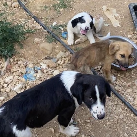 Eθελοντές αναφέρουν πώς το κυνοκομείο δημιουργήθηκε από τον δήμο Ζηρού, ο οποίος κάνει λόγο για προβοκάτσια – Σκληρές εικόνες. 